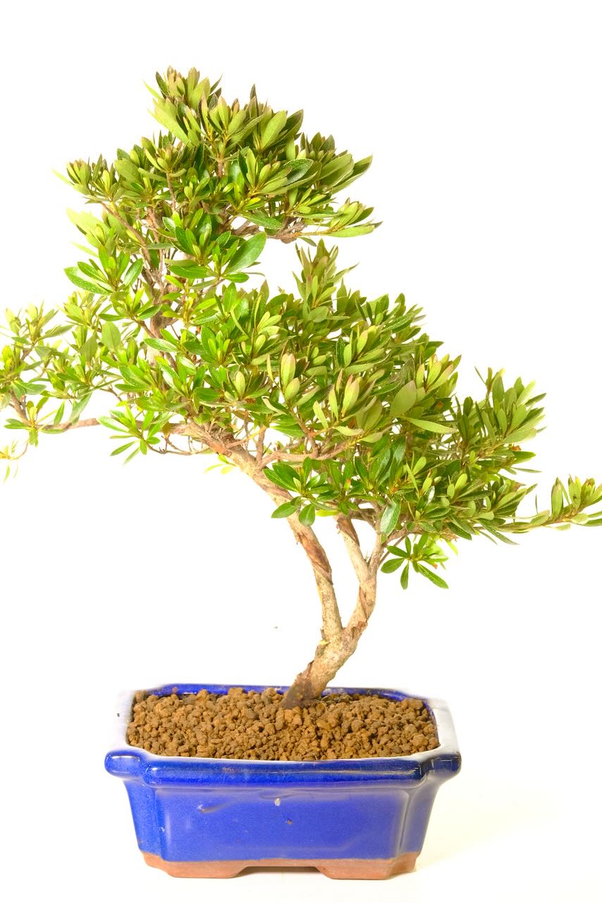 The best thing about our Japanese Azalea is that it is easy to care for.