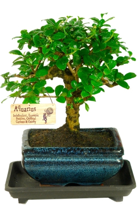 Woodland-Style Oriental Fukien Tea Tree bonsai with zodiac tag