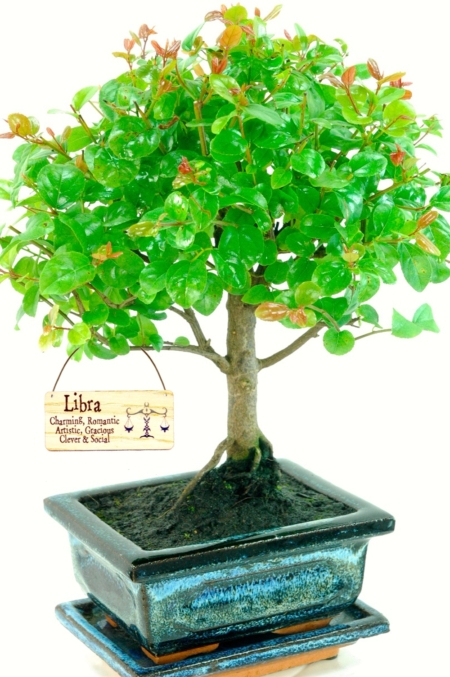 Orchard-style Chinese Sweet Plum bonsai with hanging star sign tag