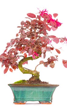 Loropetalum Bonsai tree