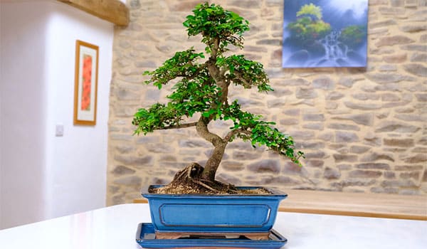 Chinese Elm Bonsai Tree