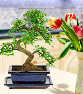 Indoor Bonsai Tree Range