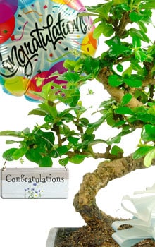 Bonsai Tree Gifts - Congratulations Gifts