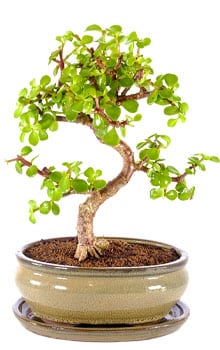 Money Tree Bonsai