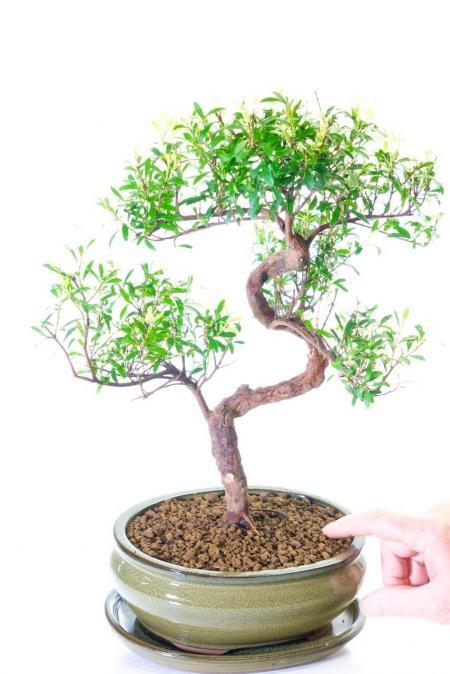Excellence Range Flowering & Fruiting Roseapple Bonsai with Extremely Twisty Trunk