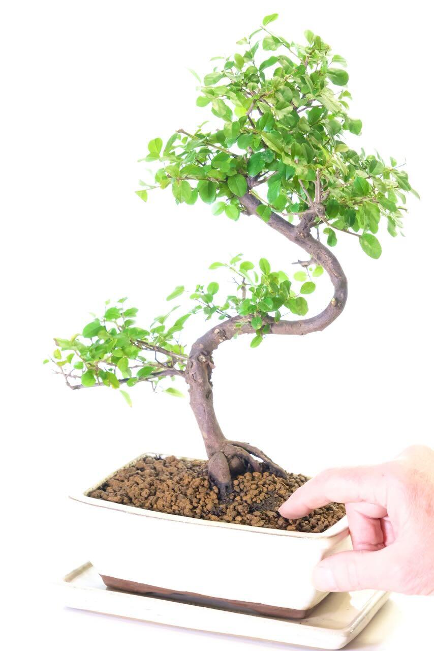 Sageretia bonsai for sale | Grown by the professionals