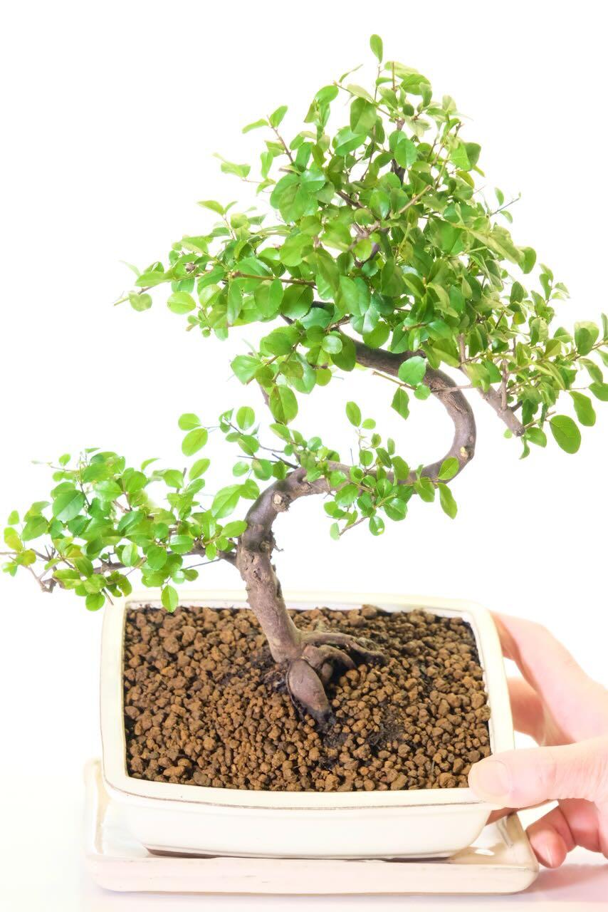 14-Year-Old Sageretia theezans Bonsai tree for sale