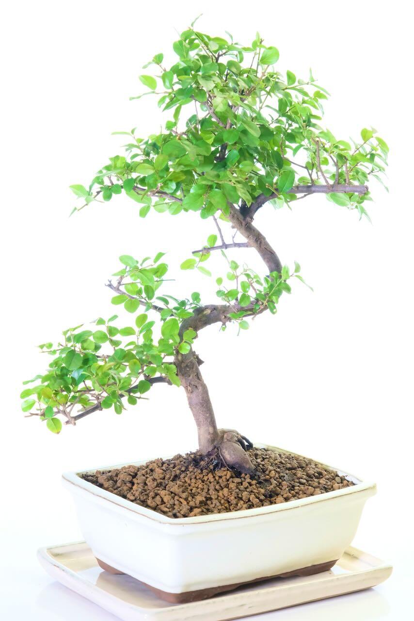 Very neat bonsai tree for beginners for indoors