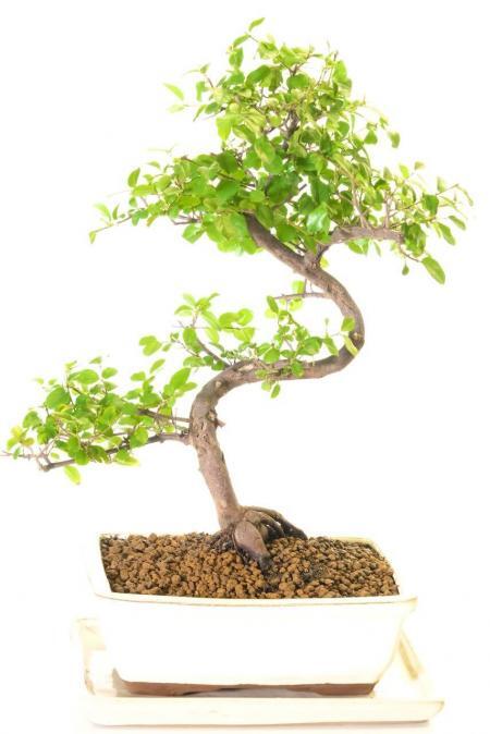Shapley Fruiting Sweet Plum (Sageretia) Indoor Bonsai Tree | Reddish Hues