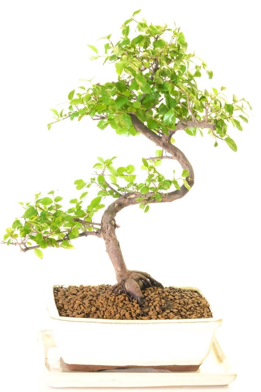 Shapley Fruiting Sweet Plum (Sageretia) Indoor Bonsai Tree | Reddish Hues