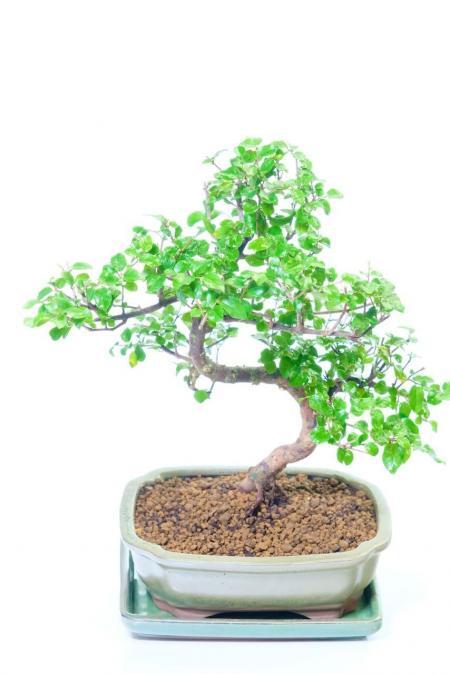 Elegantly-Shaped Fruiting Sweet Plum Indoor Bonsai Tree with Gentle Curve