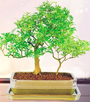 Zanthoxylum Bonsai Tree