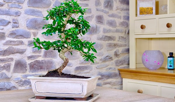 Top Quality Bonsai Tree Range for Sale 