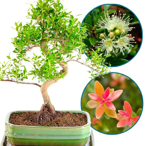 The stunning Syzygium buxifolium has beautiful cream flowers, seasonal blush red leaves & cherry like fruits.