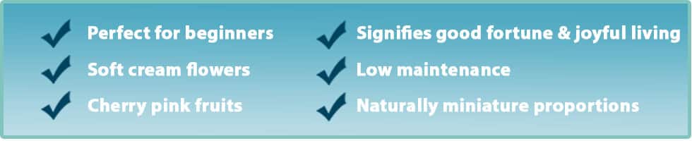 Attributes of the Syzygium buxifolium bonsai tree