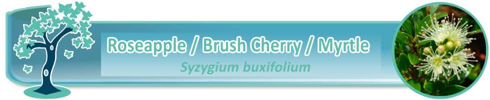 Syzygium Bonsai for sale