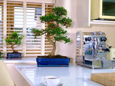 Big Bonsai Tree - Large Bonsai Trees for our Specimen Selection