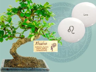 Bonsai Tree Gifts for Sale - Astrology Gifts