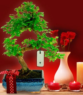 Bonsai Tree Gifts - Romantic Gifts