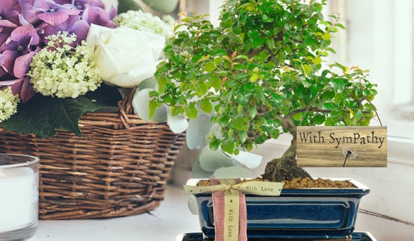 Bonsai Tree Gifts - With Sympathy