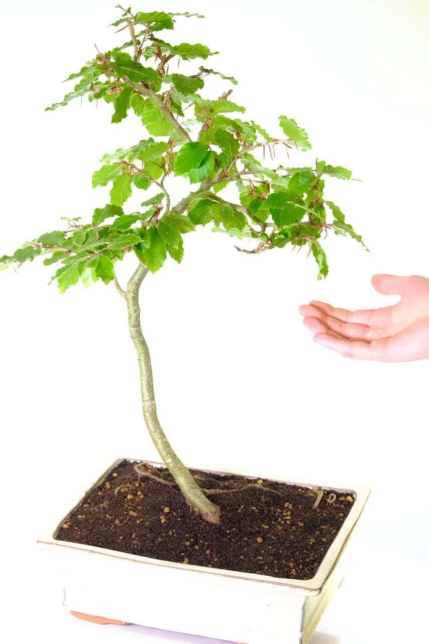 Experience bonsai artistry with our Beech Bonsai's exceptional root exposure and gentle C-shape structure, a symbol of longevity.