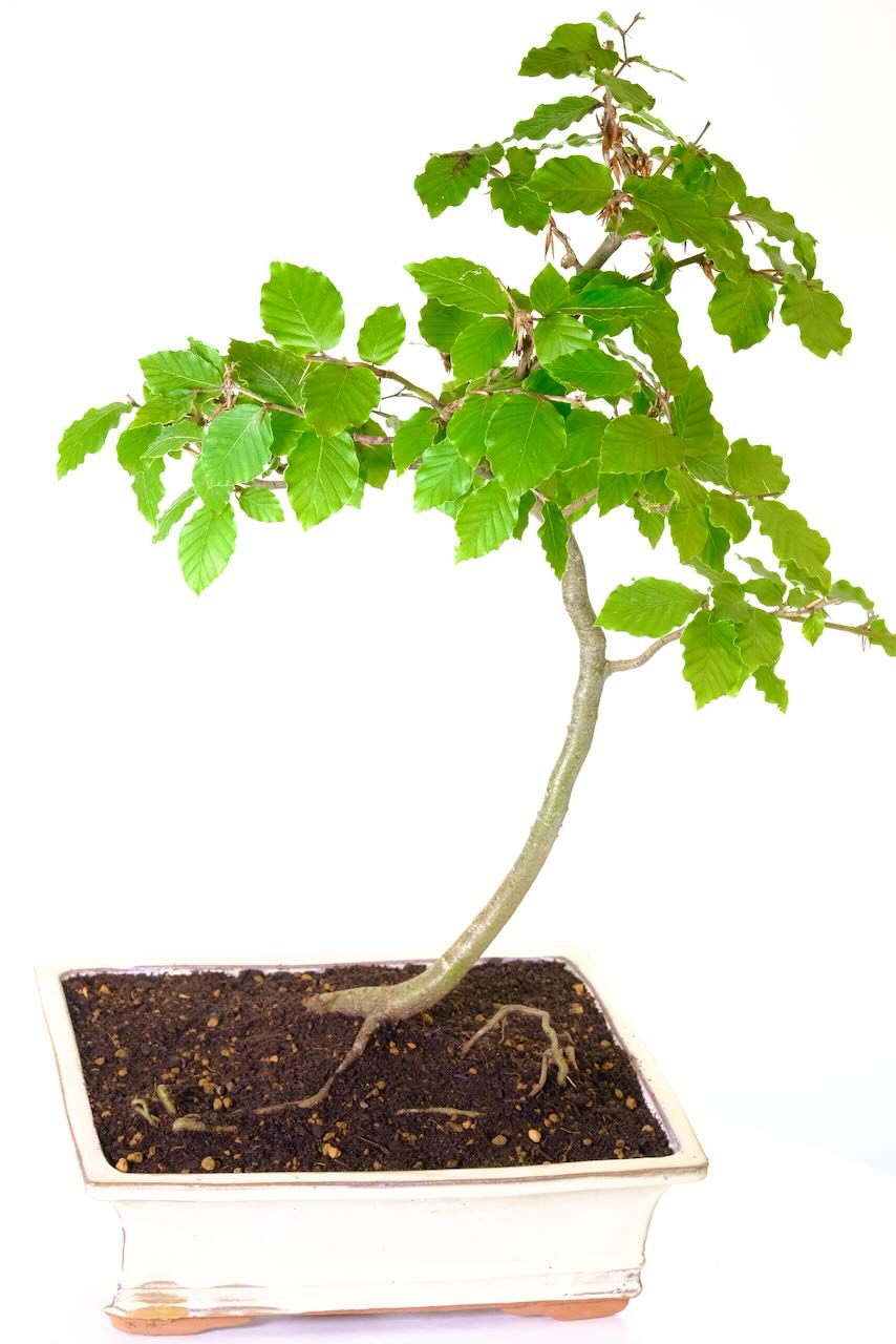 Embrace elegance with our 14-year-old Large Beech Bonsai โ its graceful, slender trunk and textured bark create a captivating display.