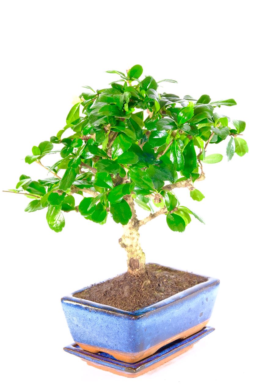 A striking easy care flowering Christmas bonsai tree