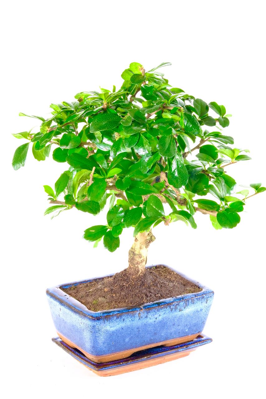 Sensational proportions and deep emerald leaves