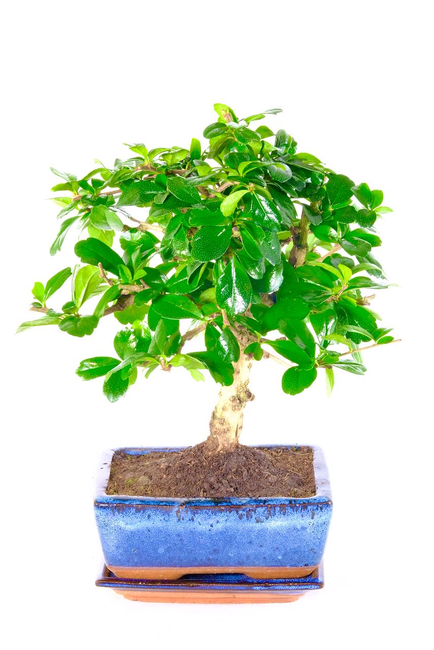 Larger woodland style fukien tea tree bonsai