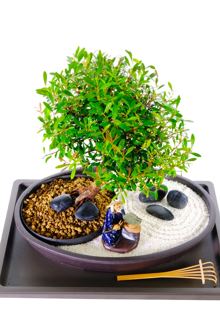 ZEN BONSAI GARDEN - RELAXATION
