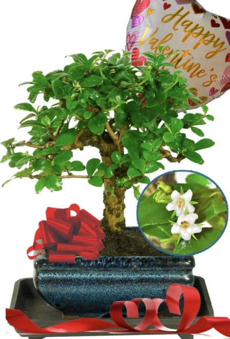 Broom-style Fukien Tea Tree flowering bonsai Valentines Day Gift UK