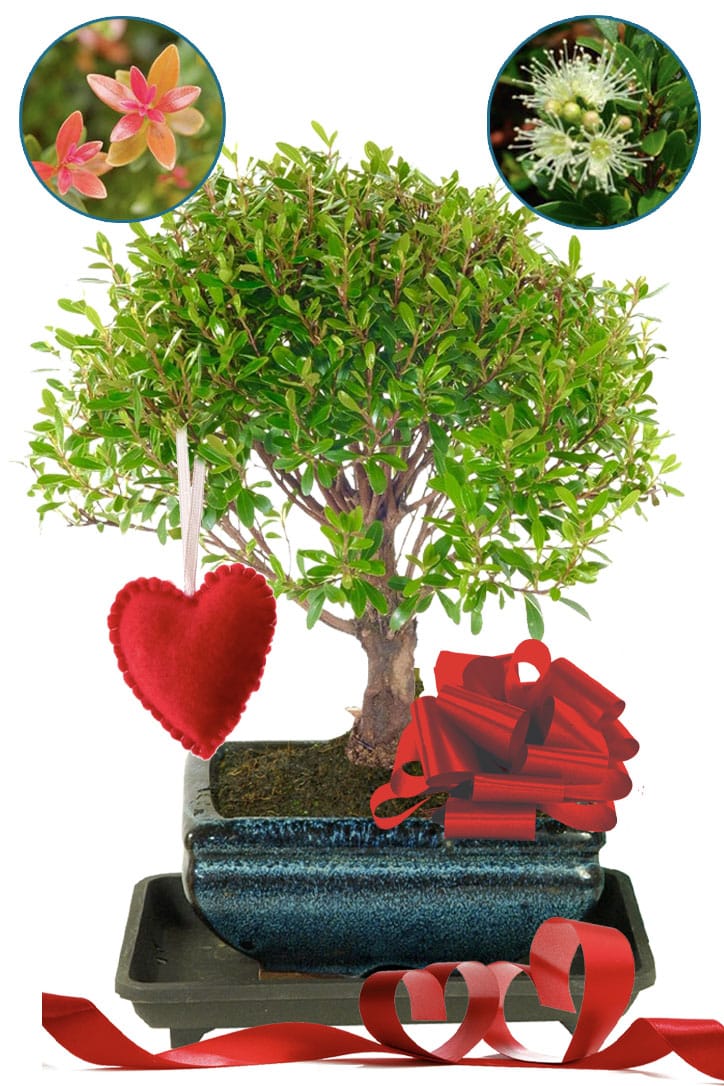 Woodland-style Myrtle Valentine's Day bonsai UK