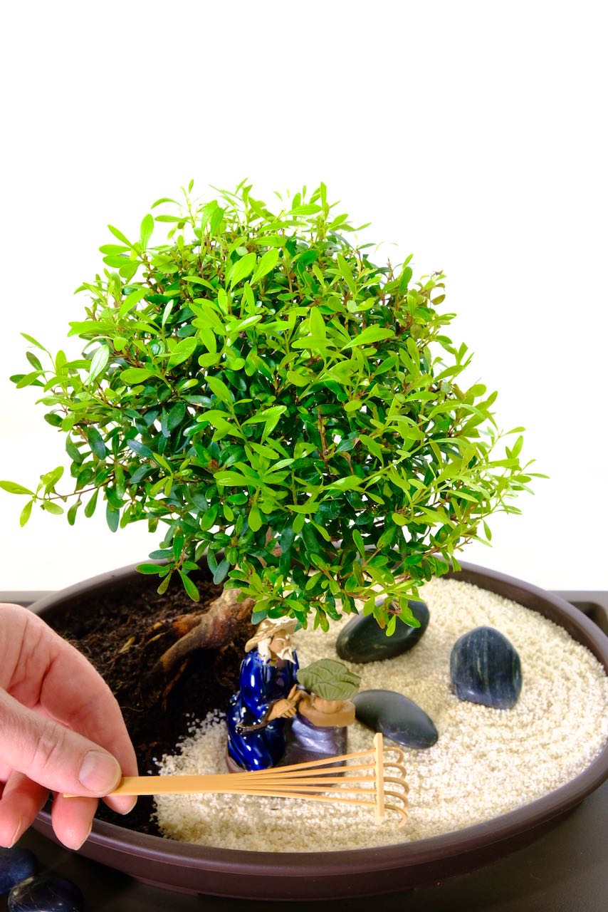 miniature bonsai zen garden - garden of relaxation
