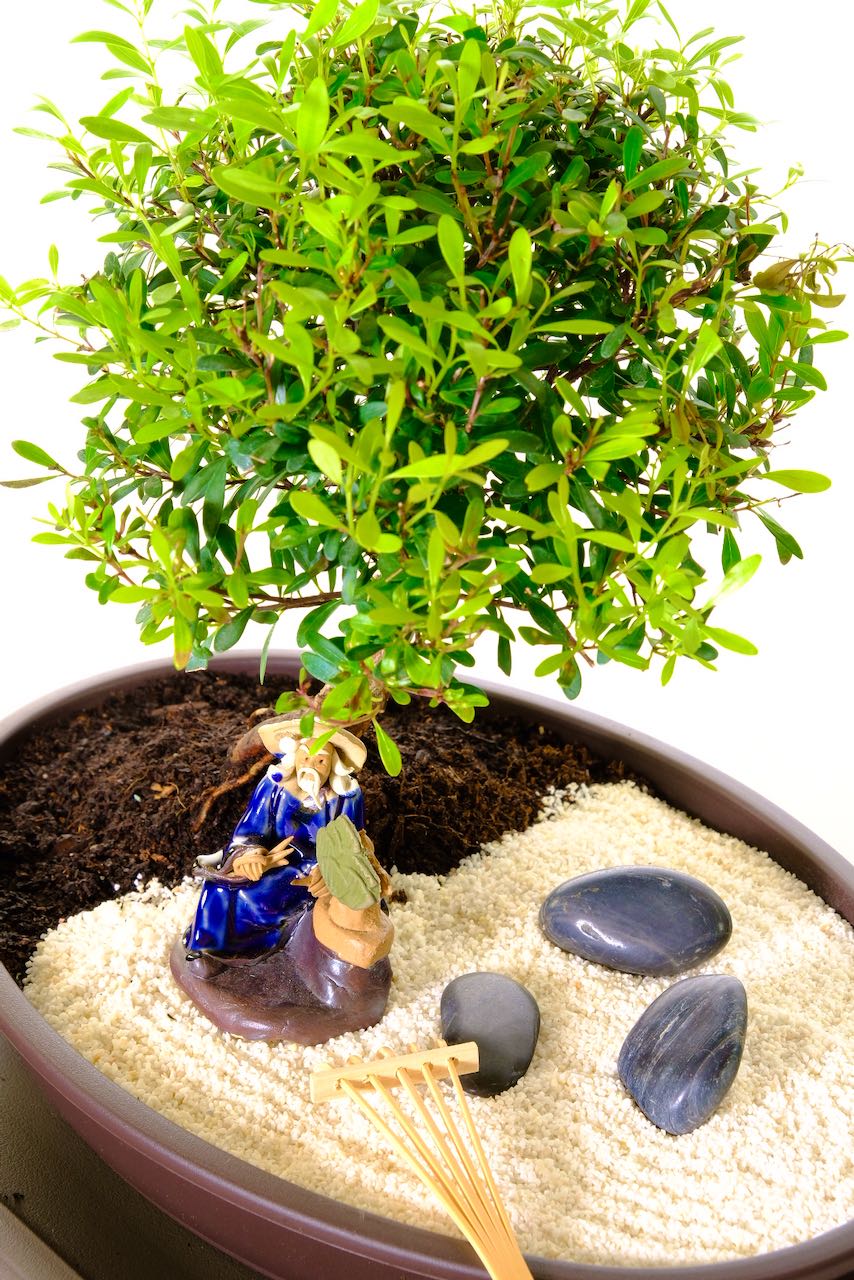 A hands on creative bonsai zen garden for sale