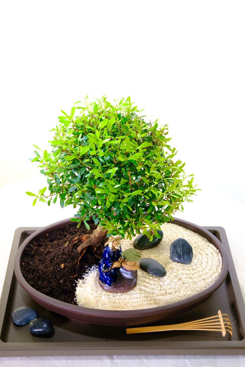 Stylish beginners bonsai zen garden - garden of relaxation