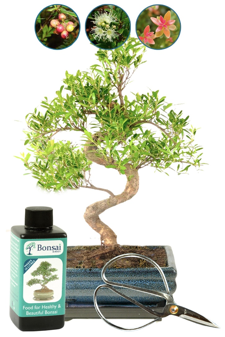 Roseapple Myrtle fruiting and flowering bonsai for sale UK