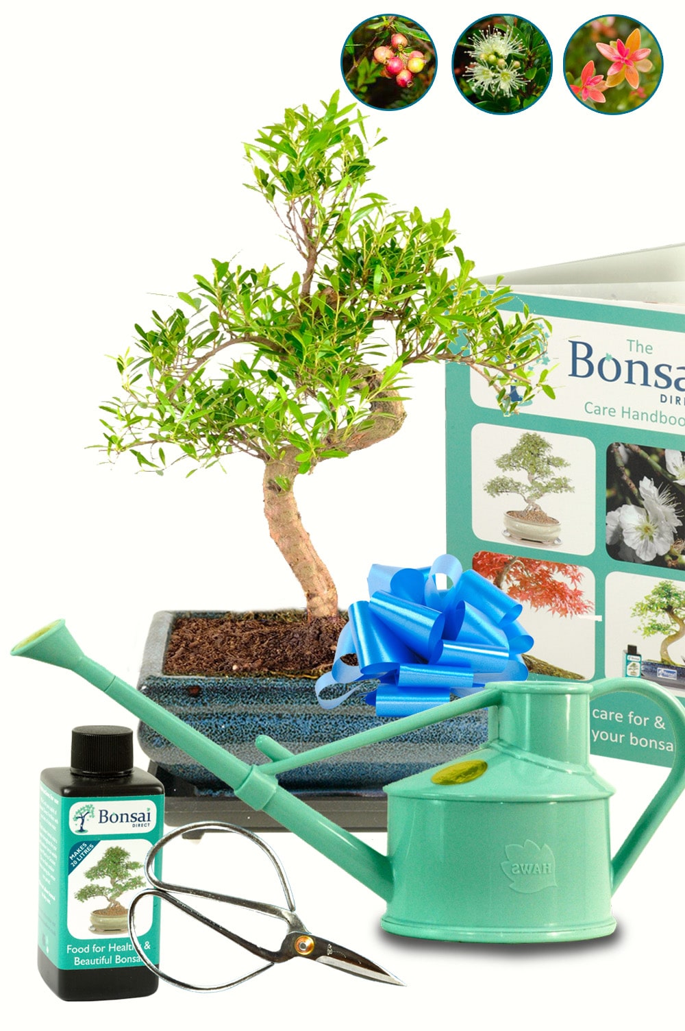 Roseapple Myrtle fruiting and flowering kit for sale UK