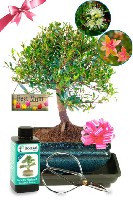 Fruiting and Flowering Myrtle bonsai Mother's Day Gift UK