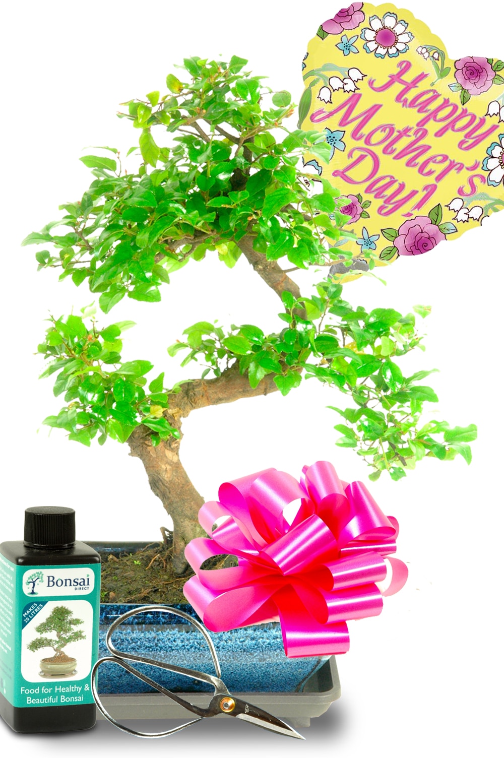 Stylish twisty s-shaped Mothers day bonsai starter kit