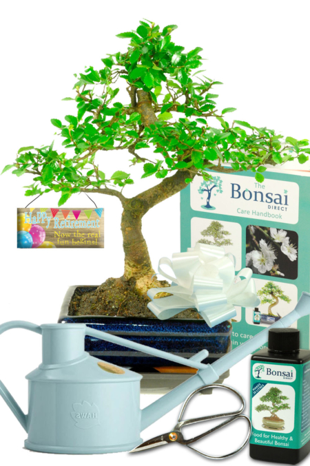 Chinese Elm retirement bonsai kit for sale UK