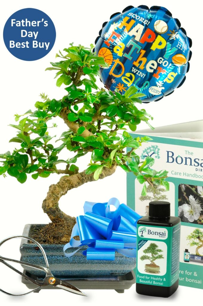 Father's Day Bonsai Gifts Father's Day Bonsai Gifts