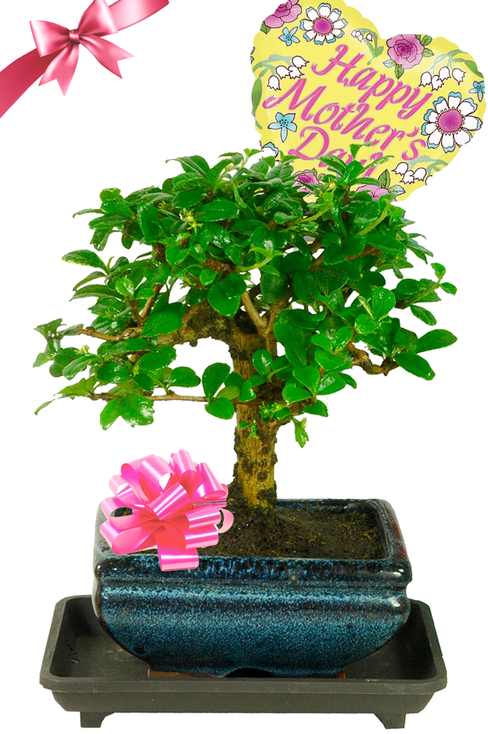Flowering Mother's Day Gifts | Woodland-Style Bonsai Tree