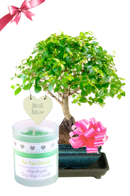 Orchard-Style Fruiting Chinese Sweet Plum Beginners Indoor Bonsai - Perfect for Mother's Day!