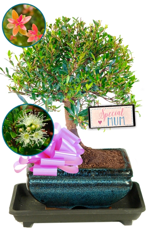 Fruiting and Flowering Mother's Day Bonsai Gift for sale UK