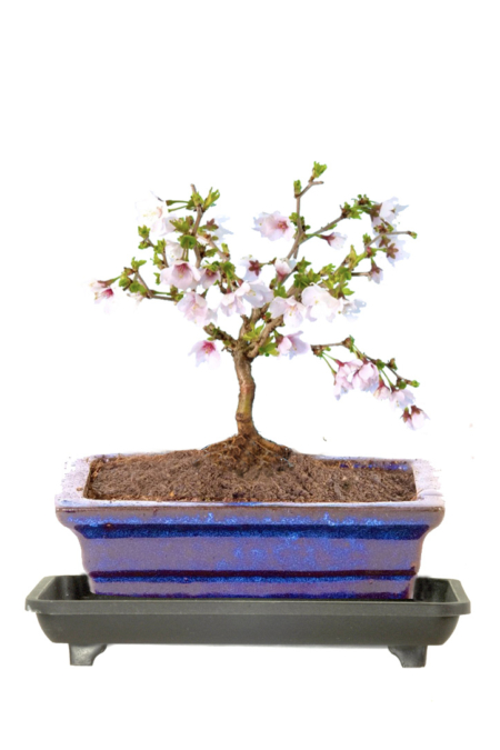 Navy blue mini Cherry Blossom bonsai for sale UK