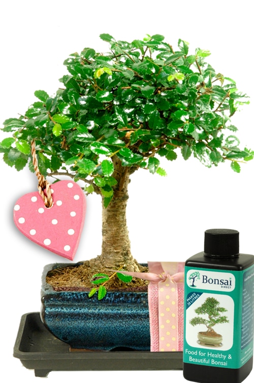 Chinese Elm Mother's Day Gift UK