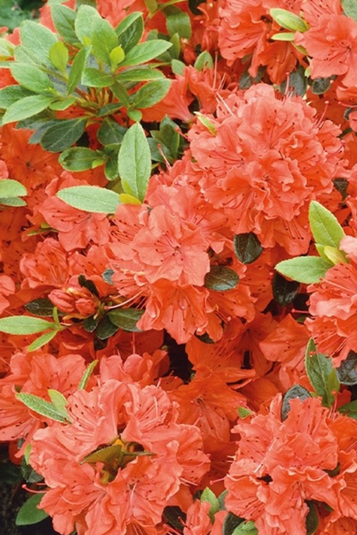 Japanese Azalea Bonsai tree for sale - orange flowers