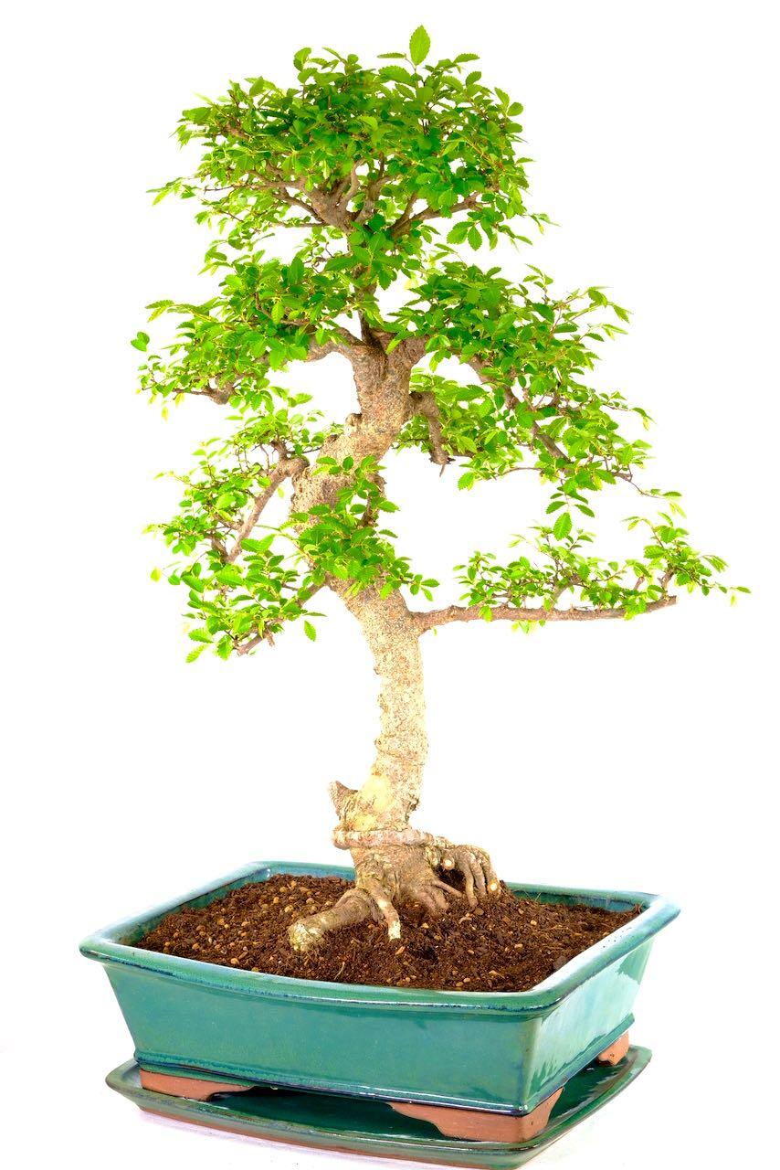 Massive Mega Beginners Indoor Bonsai - Outstanding