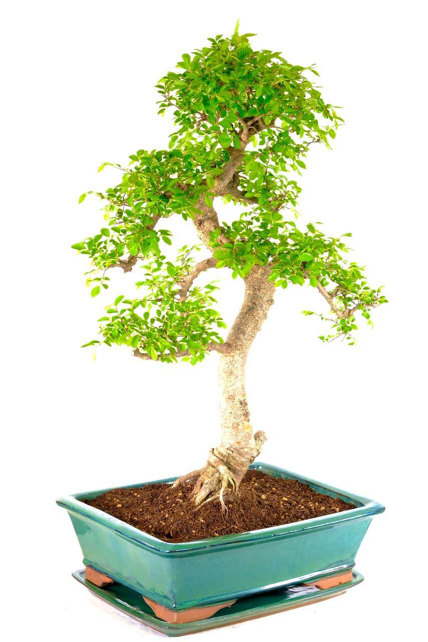Massive Mega Beginners Indoor Bonsai - Outstanding