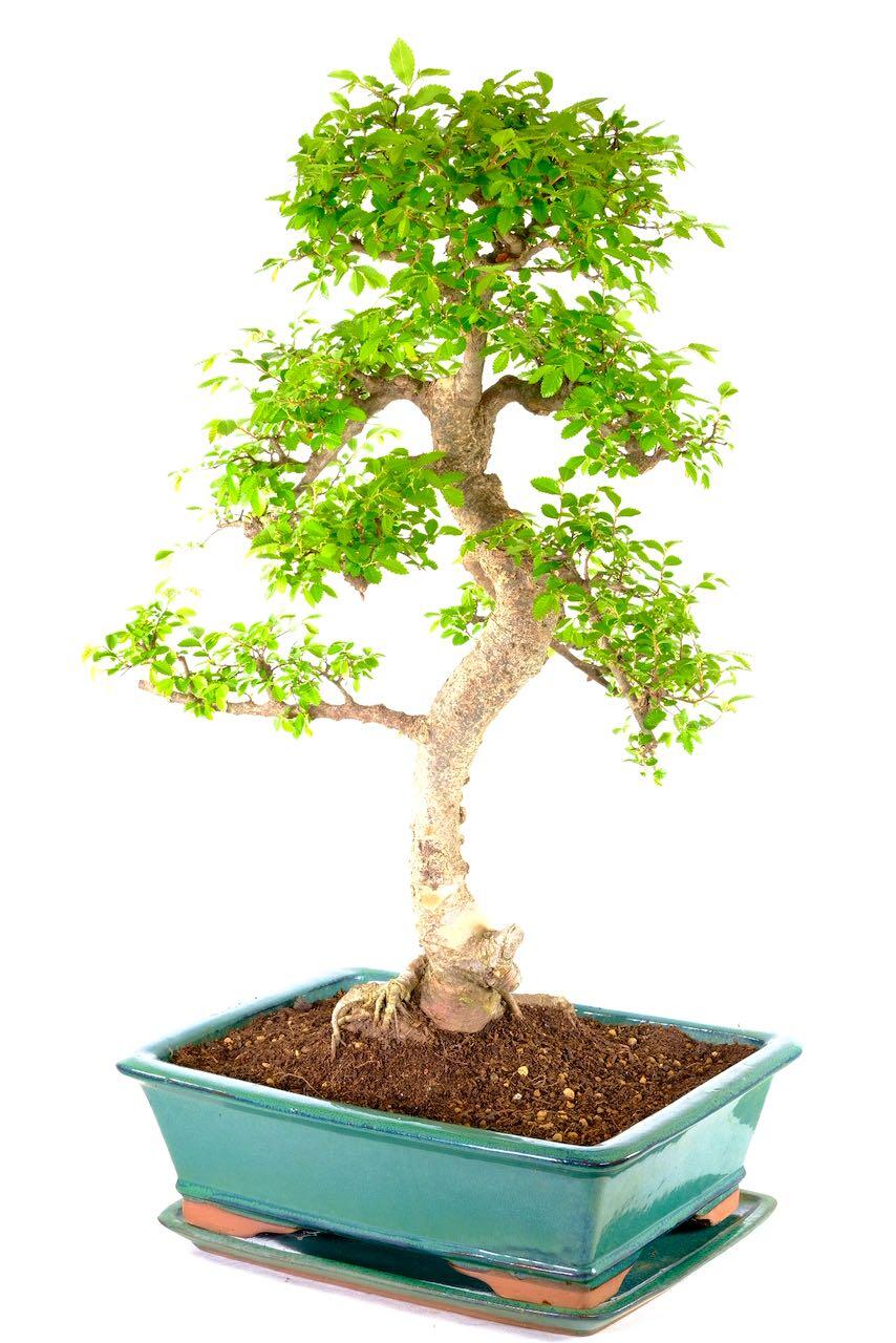 Massive Mega Beginners Indoor Bonsai - Outstanding